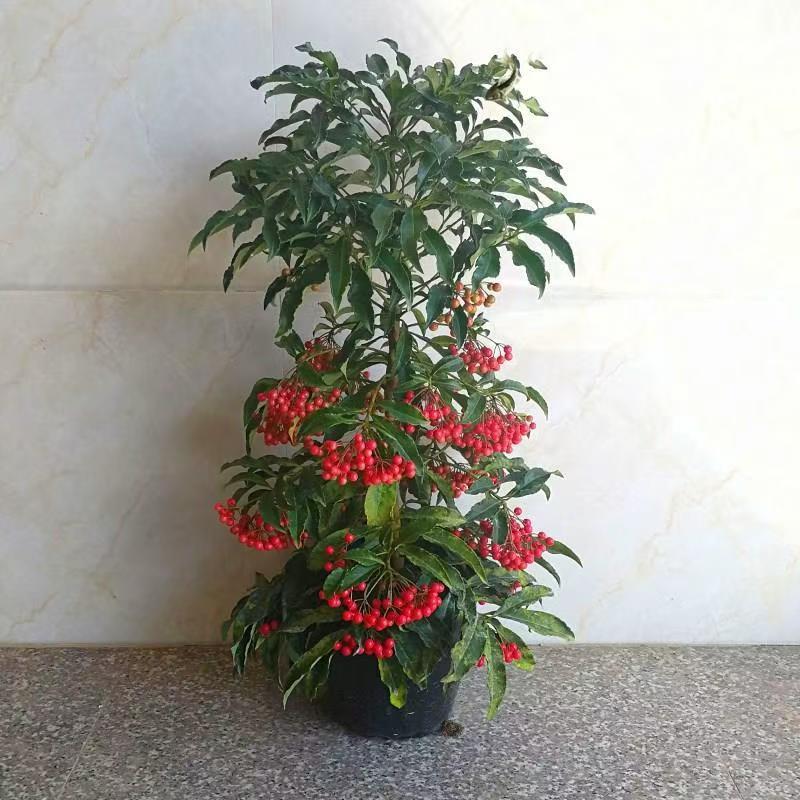 富贵籽盆栽黄金万两带果花卉办公室内耐寒植物客厅吸甲醛桌面绿植