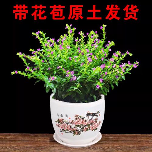 满天星阳台盆景植物花卉