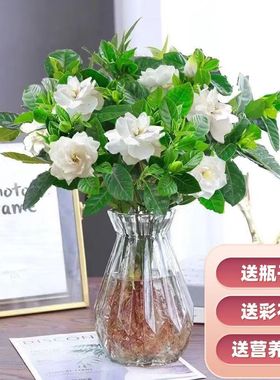 水培花卉水养水培栀子花净化空气植物花卉水养客厅室内外植物浓香