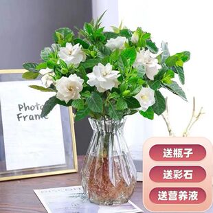 水培花卉水养水培栀子花净化空气植物花卉水养客厅室内外植物浓香