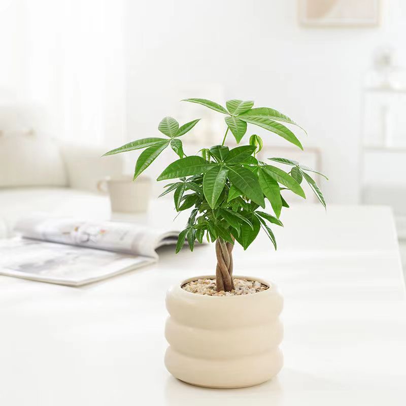 五福发财树网红盆栽绿植欧式ins