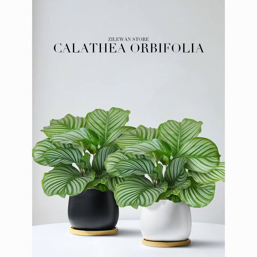 青苹果竹芋盆栽新房室内客厅水培绿植四季好养植物海芋净化空气