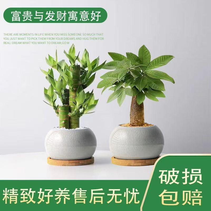 发财树富贵竹步步高好寓意桌面吸绿植