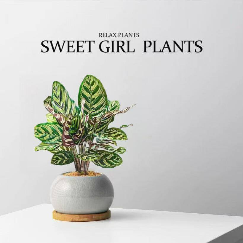 孔雀竹芋花卉四季常青室内绿植盆栽好养净化客厅阳台办公室植物