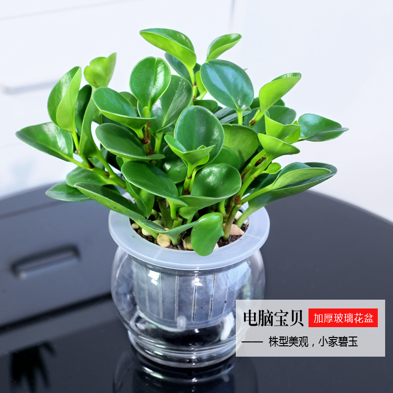 四季常青豆瓣绿吸烟鬼花青叶碧玉室内盆栽水培观叶绿植净化空气