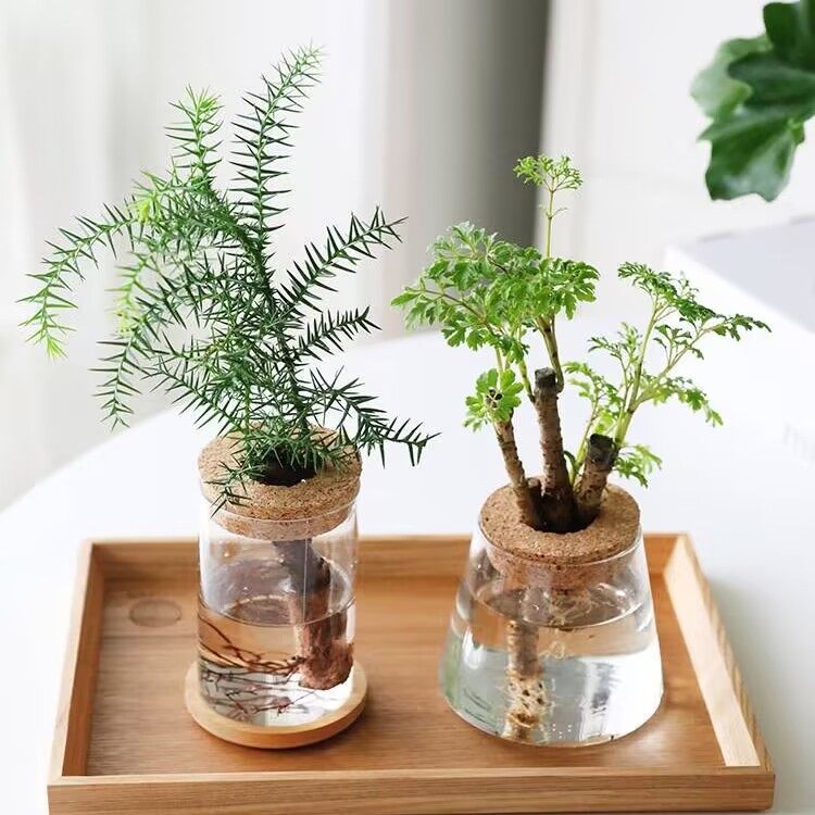 创意水培植物绿植客厅装饰摆件