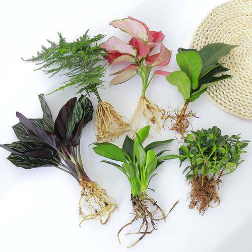 水培植物白掌室内办公室