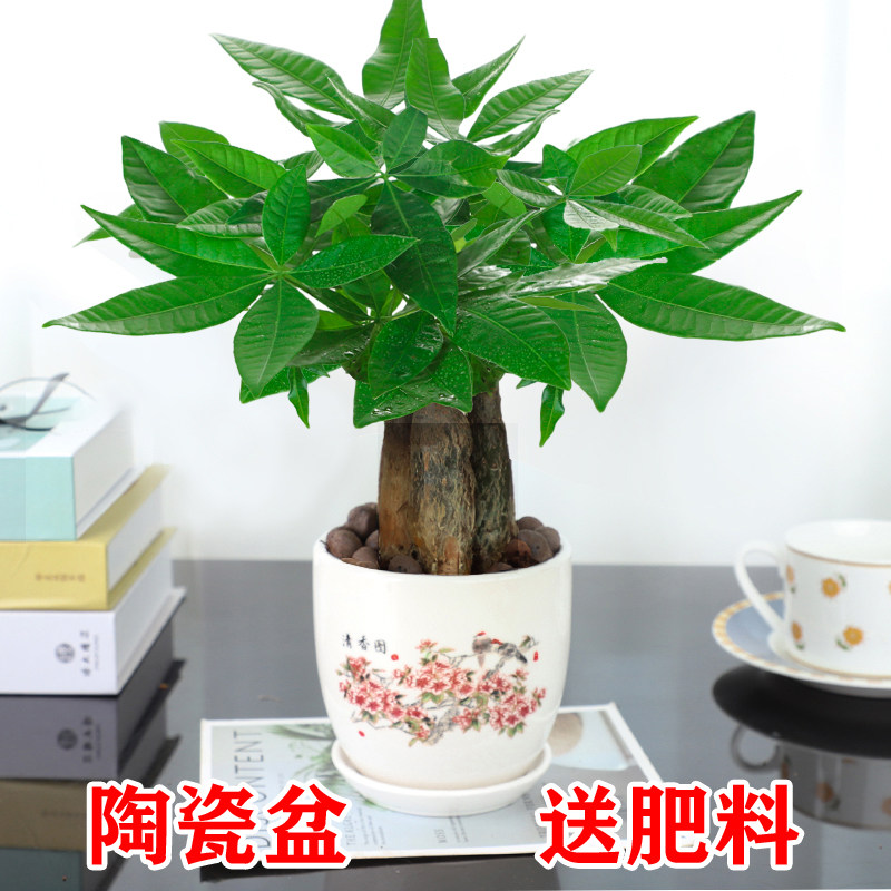 发财树室内花卉盆栽净化空气