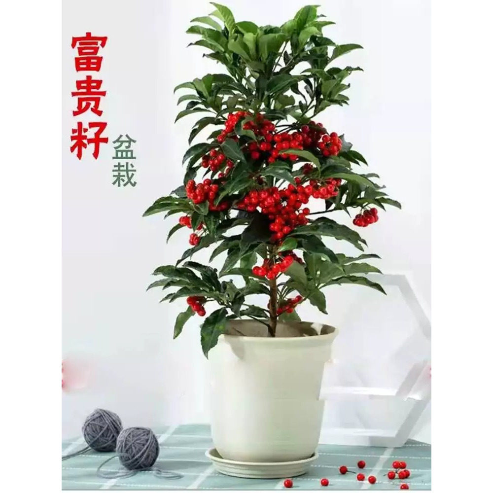 富贵籽黄金万两盆栽绿植带果金玉满堂四季好养植物办公室花卉盆栽