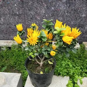 金华佛手盆栽带花苞室内外