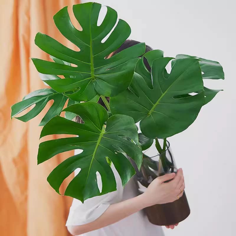 龟背竹大型盆栽室内客厅水培植物