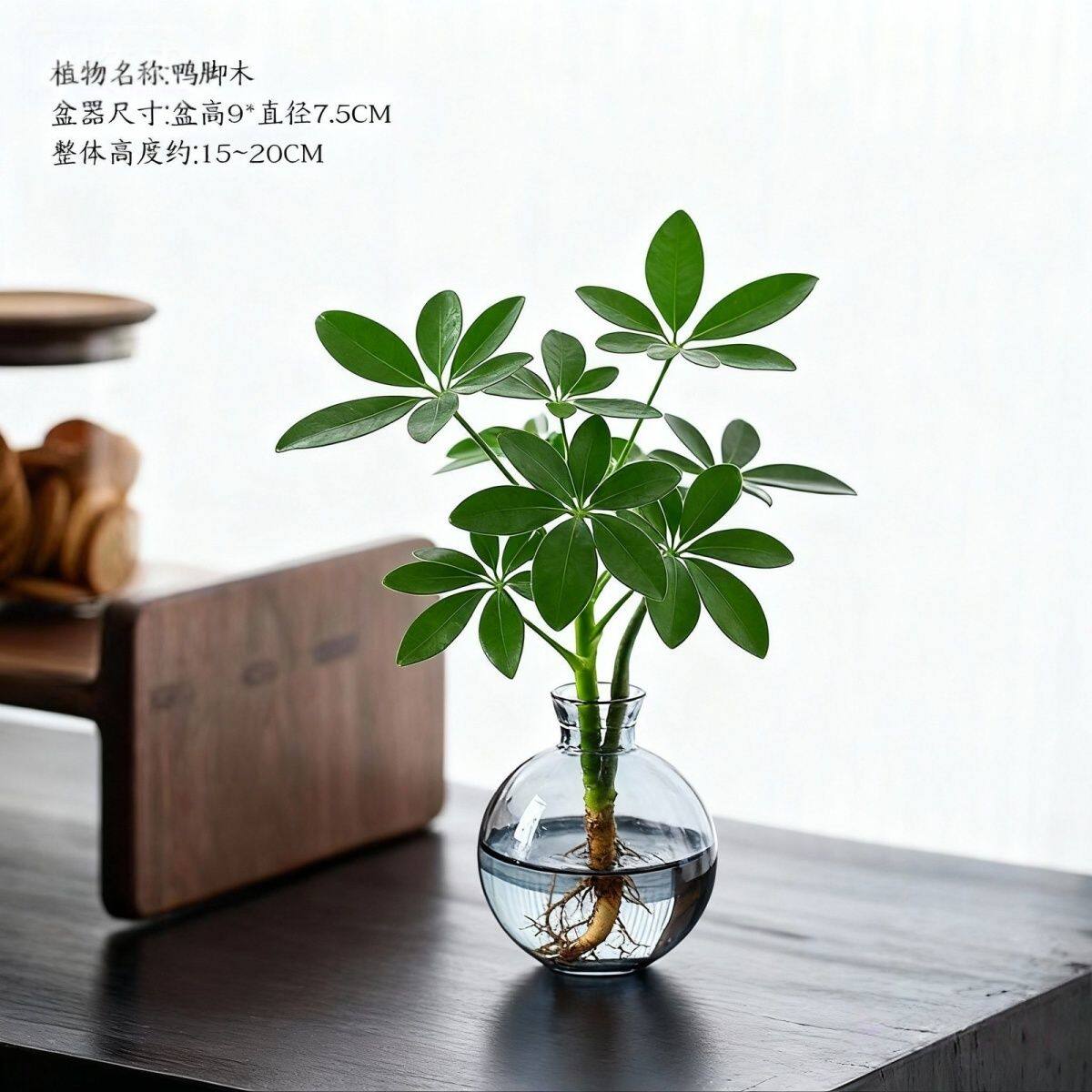 八方来财鸭脚木水培植物花卉盆栽办公室绿植客厅室内净化空气招财
