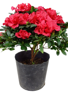 四季开花杜鹃花苗盆栽