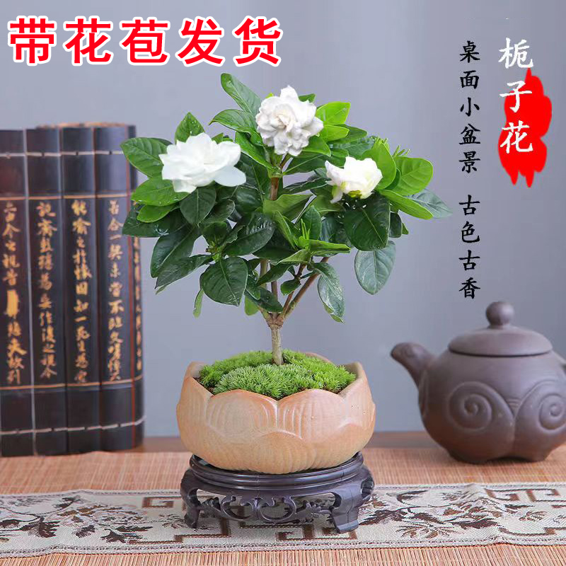 栀子花四季盆栽植物室内好养办公室桌面带花苞盆景开花水培小绿植