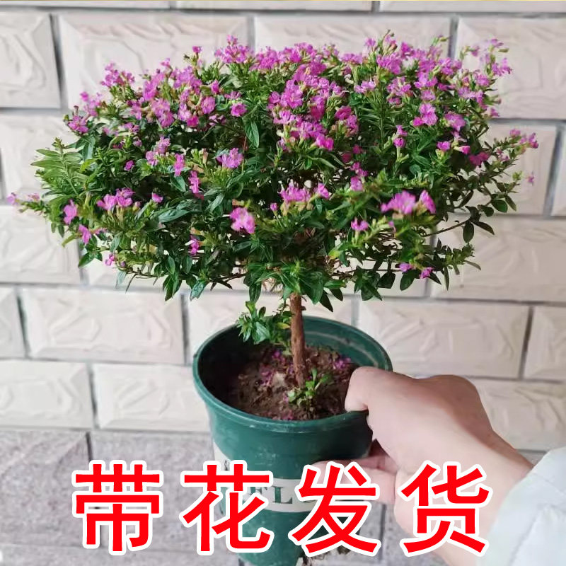 独杆满天星盆栽棒棒糖造型盆景四季开花室内阳台花卉庭院常绿好养图片