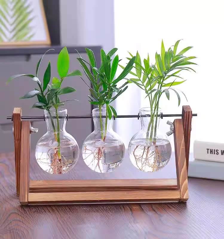 桌面水培植物竹柏水养绿植室内小型摆件简约木架办公桌小花瓶装饰
