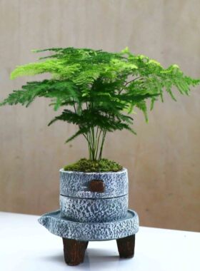 文竹盆栽植物室内花卉办公桌盆栽绿色植物植物四季常青盆景