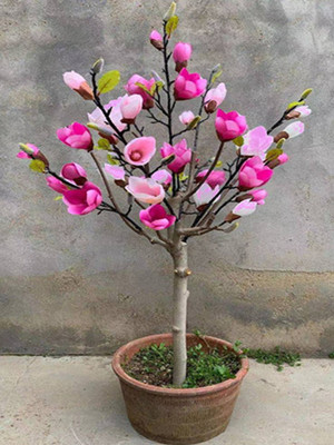 盆栽矮化嫁接玉兰苗紫玉兰