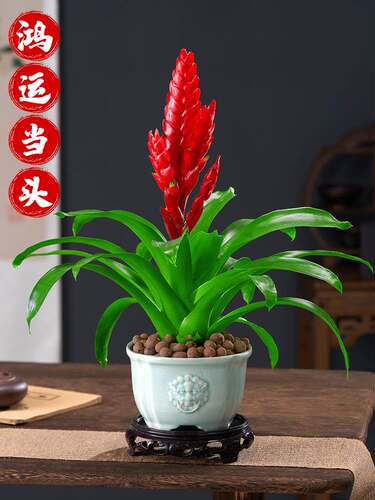 鸿运当头客厅盆栽绿植观花草