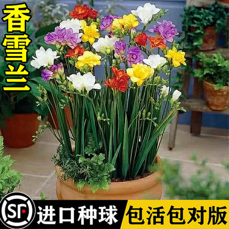 进口香雪兰种球重瓣四季开花家庭绿植多色精品香雪兰花盆栽带花苞