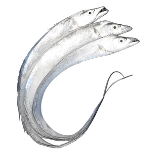 5斤 青岛特大黄海小眼带鱼新鲜冷冻鲜活非舟山刀鱼整条整箱海鱼