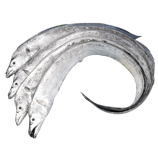 新货 青岛海捕小眼带鱼新鲜冷冻鲜活整箱整条刀鱼5斤黄海油带鱼10