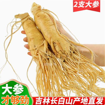 长白山人参正宗保鲜参东北特产人参泡酒煲汤新鲜人参特大人参养生