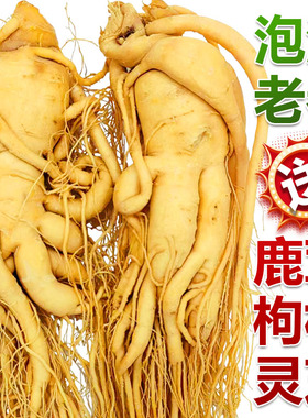 长白山整枝人参煲汤泡酒滋补养生粮食酒保鲜真空包装高品质保鲜参