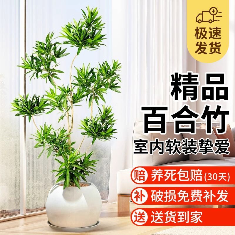 老桩百合竹金心大盆栽办公室内新房轻奢真客厅绿植造型四季好养活