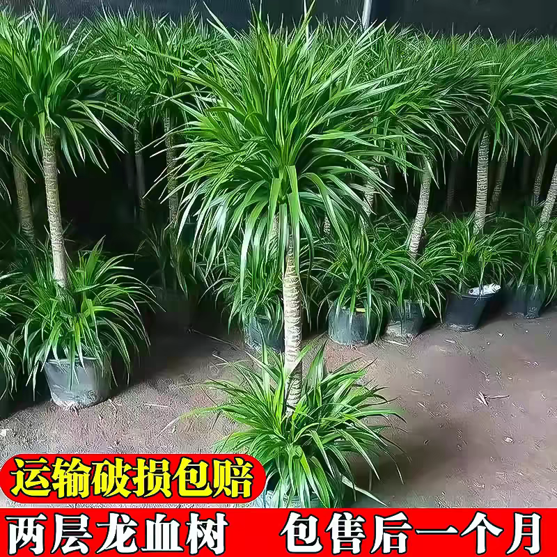 龙血树客厅绿植室内大型盆栽多头造型龙须树办公室旺宅树老桩盆景