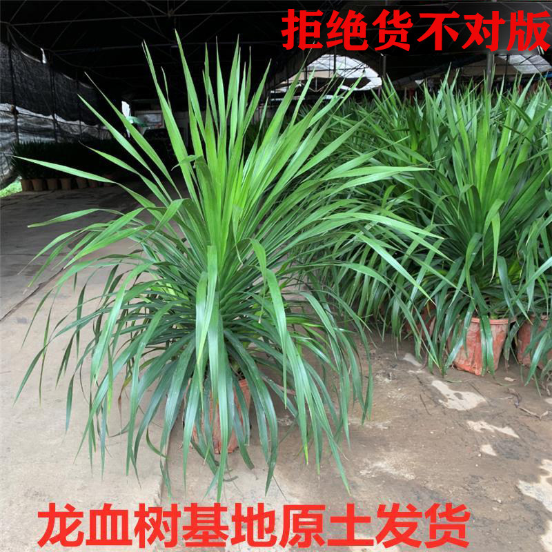 龙血树盆栽室内桌面大型客厅龙铁树旺宅绿植落地老桩树苗真龙须树