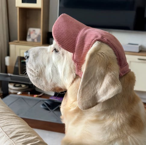 狗狗帽子露耳朵金毛拉布拉多遮阳帽灯芯绒大型犬可调节猫咪棒球帽