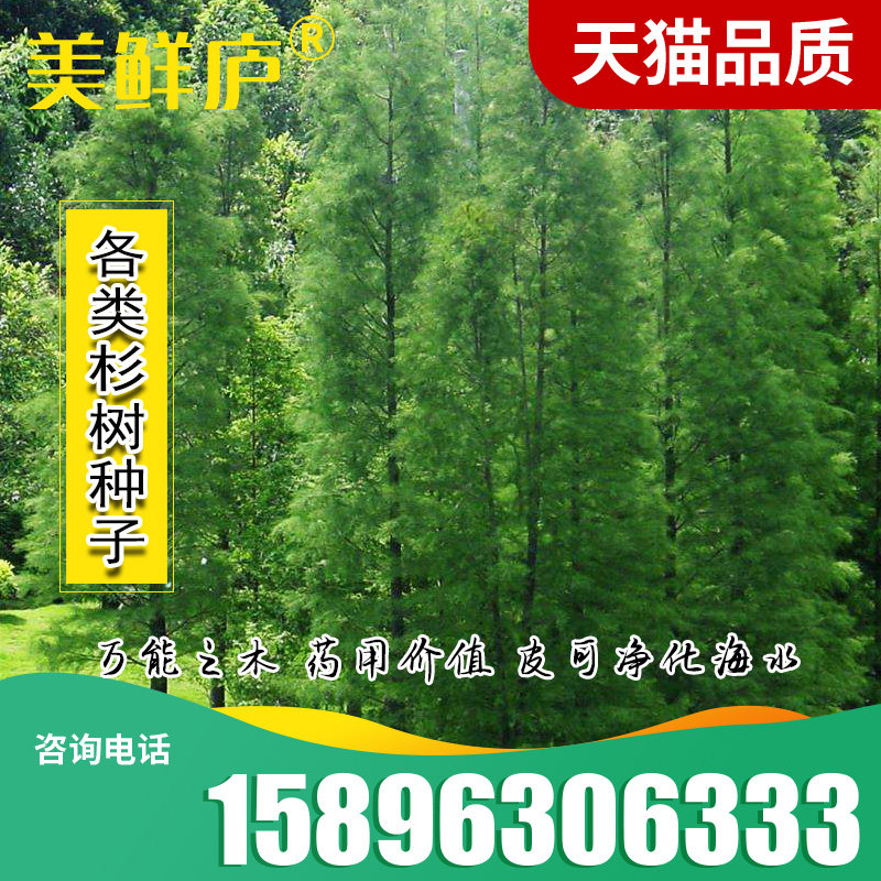 杉木种子水杉中山冷杉柳杉银杉落羽杉三尖杉刺杉速生杉树云杉池杉