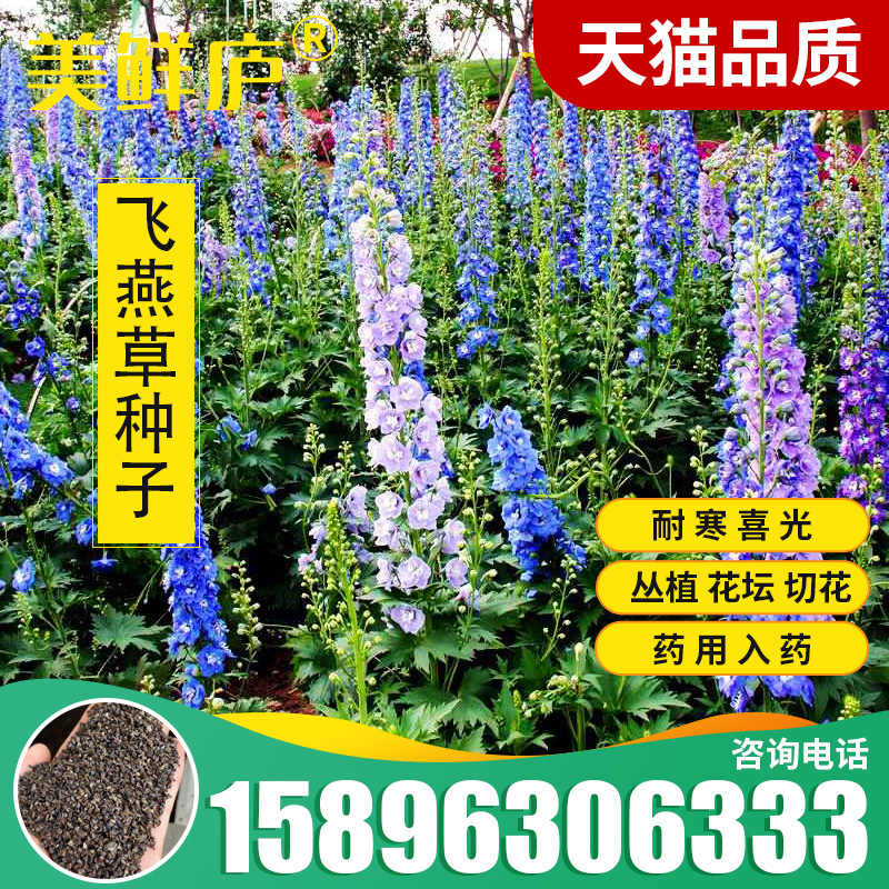 大花飞燕四季室外庭院秋天种子