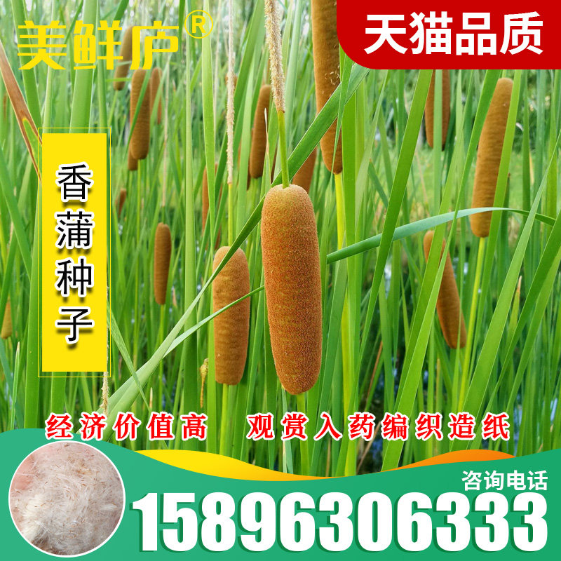香蒲种子多年生宿根挺水型水生观赏花卉食用东方香蒲草蒲黄蒲苇籽