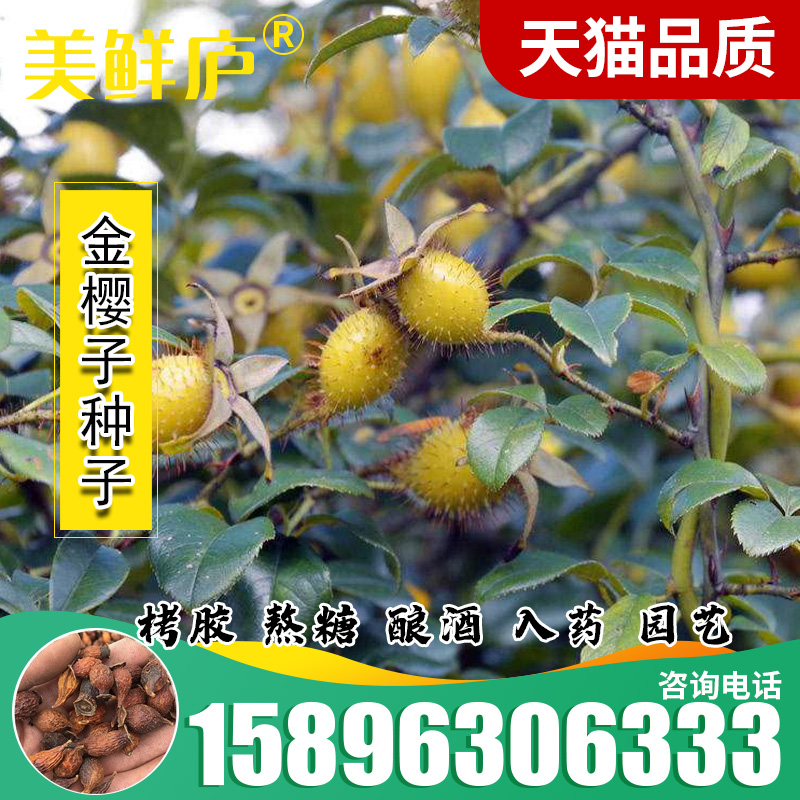 攀援灌木篱笆墙种子药用价值高