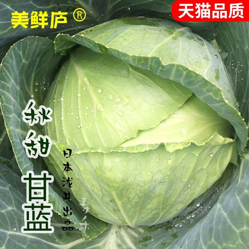 日本甘蓝种子大头菜牛心子包心菜秧苗种籽苗卷心菜包菜蔬菜孑