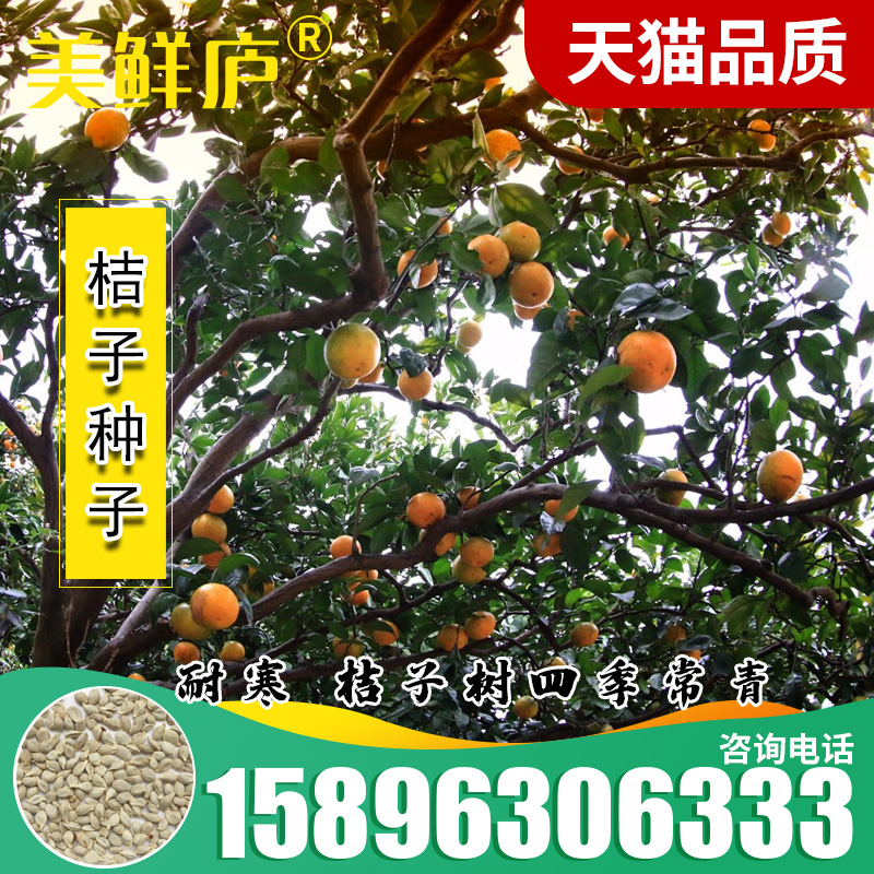 香橙种子枳壳枸橘篱笆墙香泡香橼红桔橘嫁接柑橘小叶香橙软枝种籽
