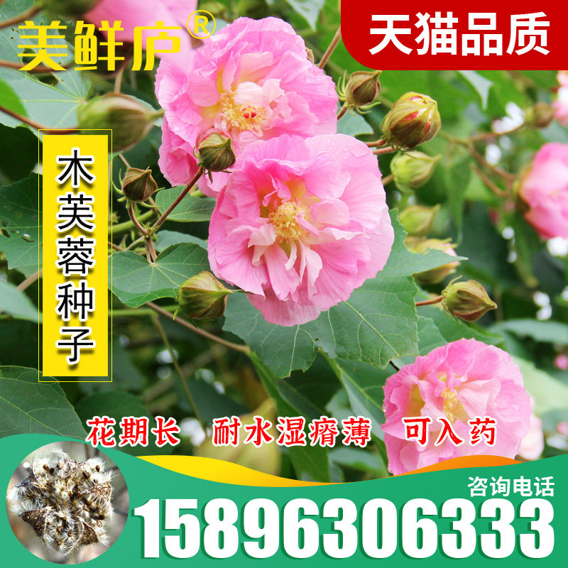 新采木芙蓉种子  拒霜花地芙蓉春播秋播多年生花卉芙蓉花种子