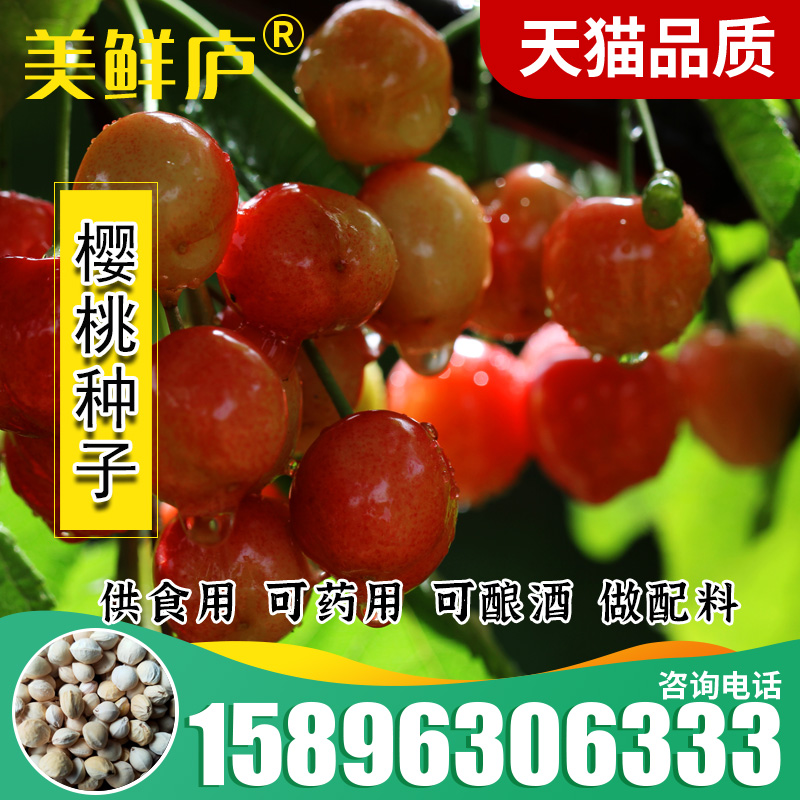 散装樱桃树种子 车厘子 大青叶樱桃  四季播果树毛山樱桃种子