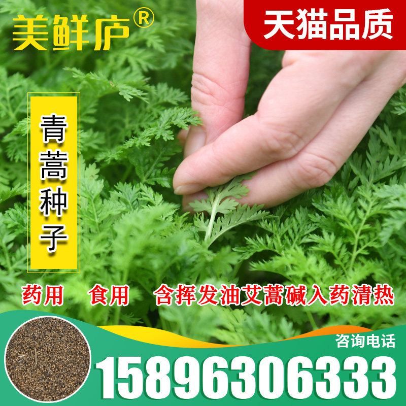 青蒿种子  白蒿草青蒿素香蒿草蒿 黄花蒿邪蒿 茵陈蒿种子观叶药材