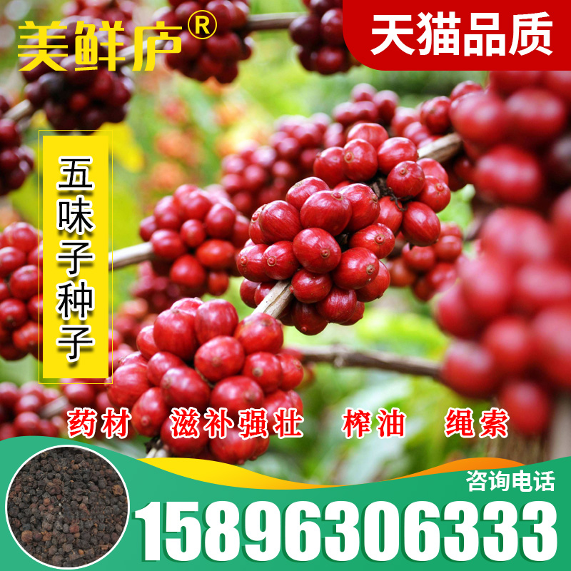 盆栽四季易活种子价值高