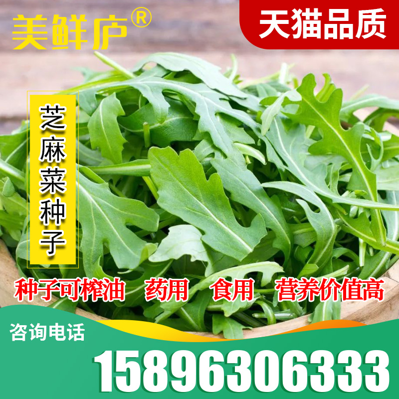 芝麻菜种子阳台盆栽蔬菜种孑春季秋意大利小青菜种籽火箭生菜