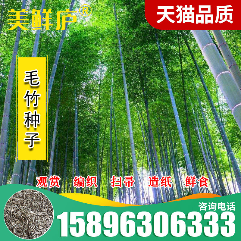 大型毛竹种籽生长快江南竹茅竹观赏编织扫帚食用竹笋竹子楠竹种子_虎窝淘