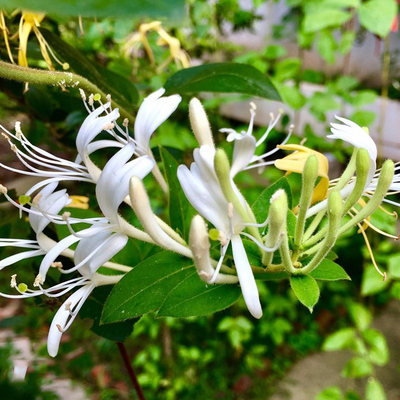 金银花种子花卉家庭阳台