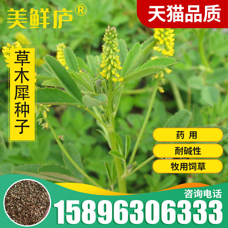 牧草种子夏季耐旱护坡蜜源植物