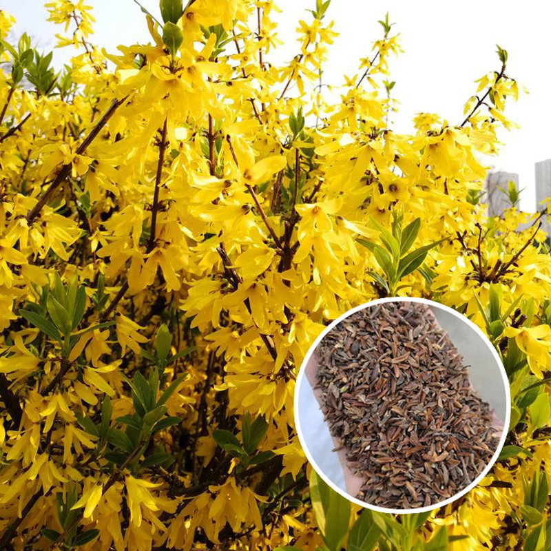药用东北连翘种子黄老虎迎春花木槿花楸树常春藤禾雀花油麻藤种子