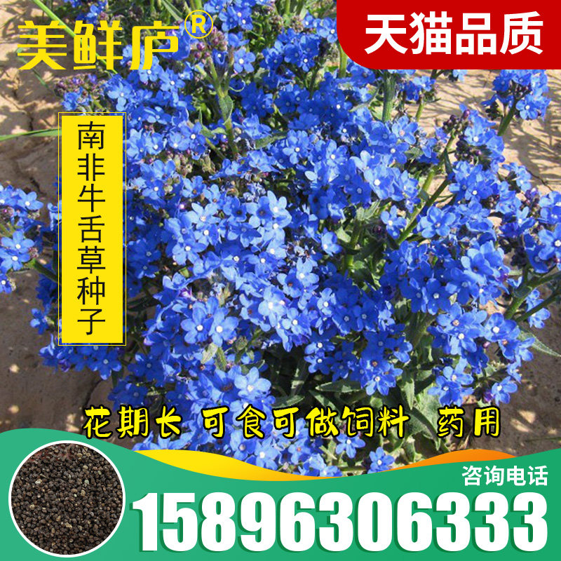 南非牛舌草种子工程景观花海花籽蝎子草华丽景天长药好望角切花