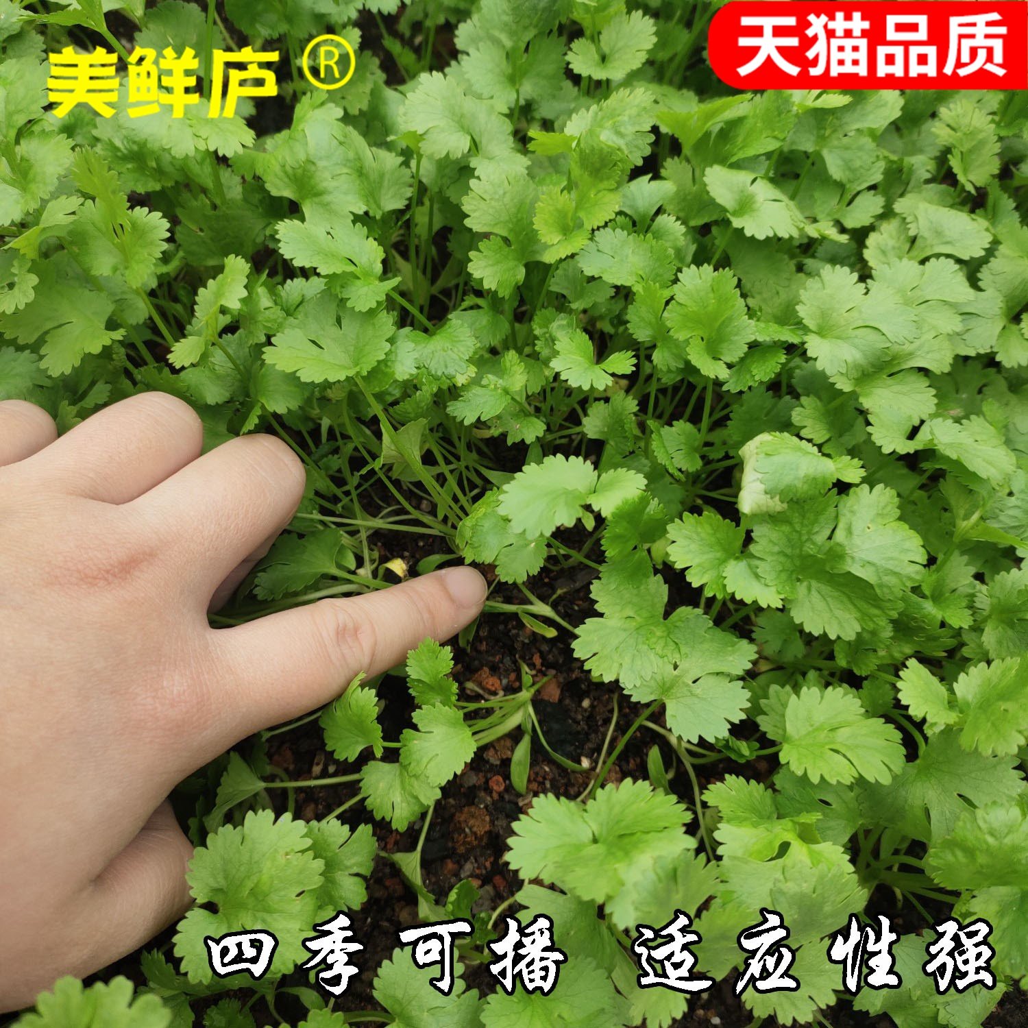 冬季阳台种菜小叶食用专用蔬菜种孑泰国香菜籽种香菜种子