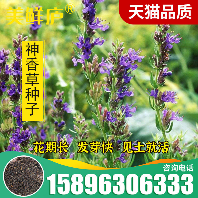 神香草种子 可食用香草种子驱蚊虫多年生植物香囊草种子四季易种